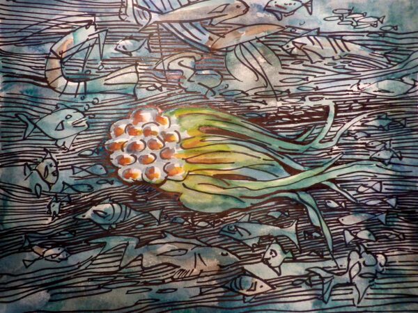 PECES VARIOS