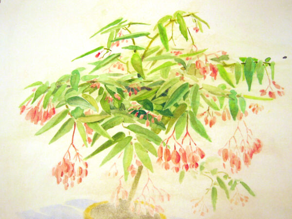 PLANTA(1)